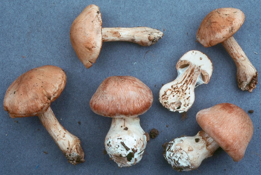 Гриб с толстой ножкой