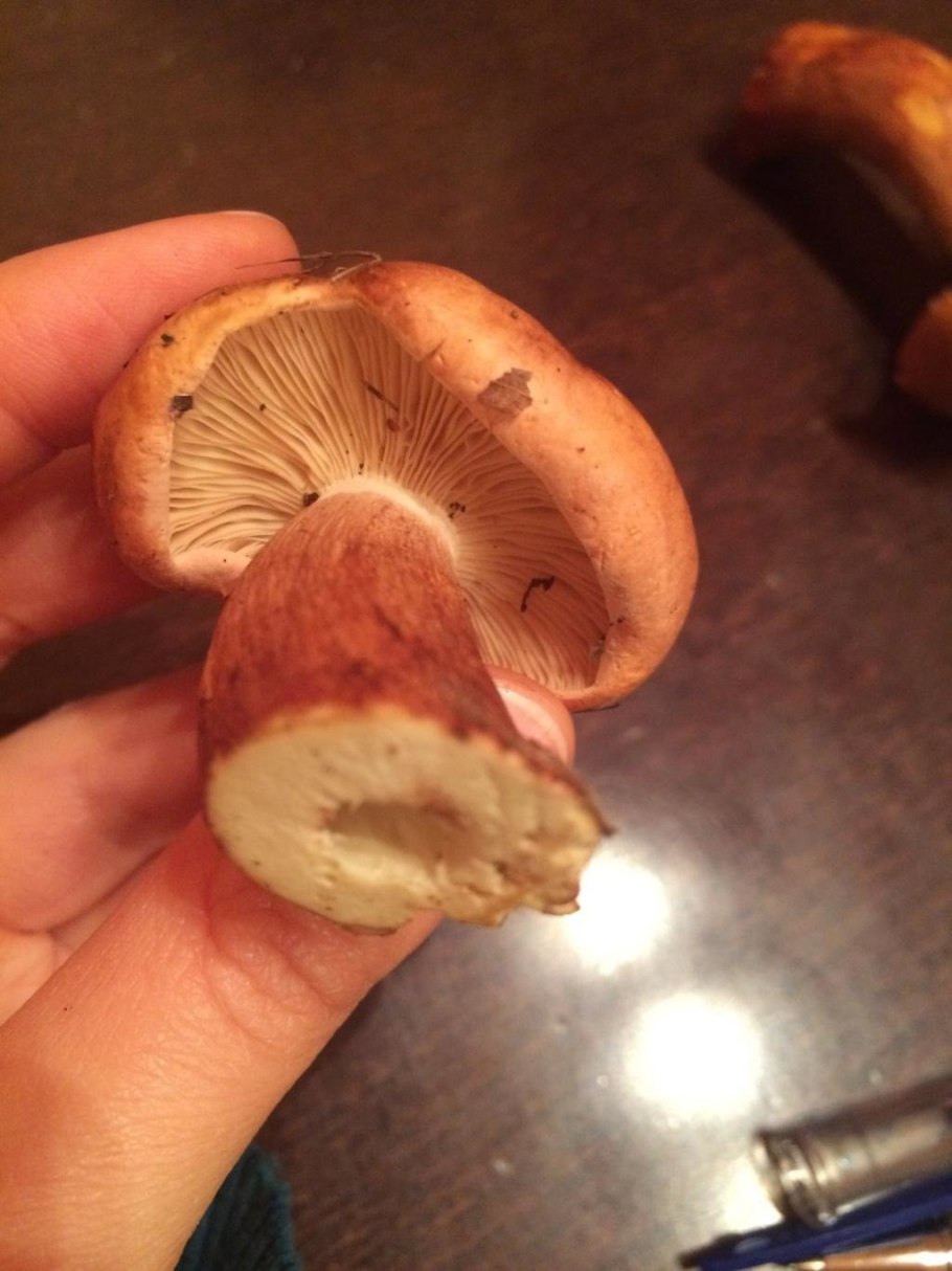Маслёнок пластинчатый гриб