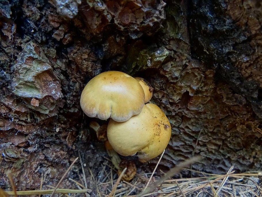 Сыроежка выцветающая (Russula exalbicans)