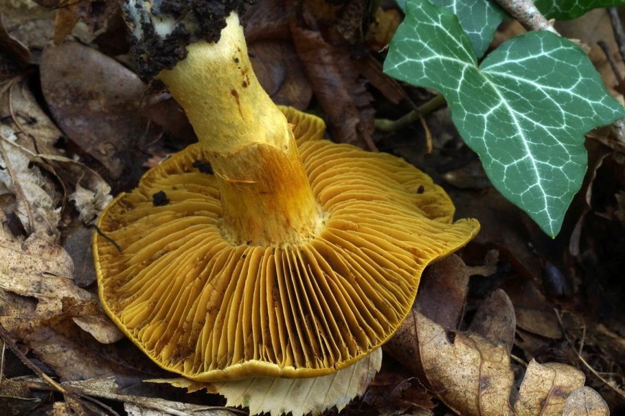 Паутинник опоясанный Cortinarius balteatus
