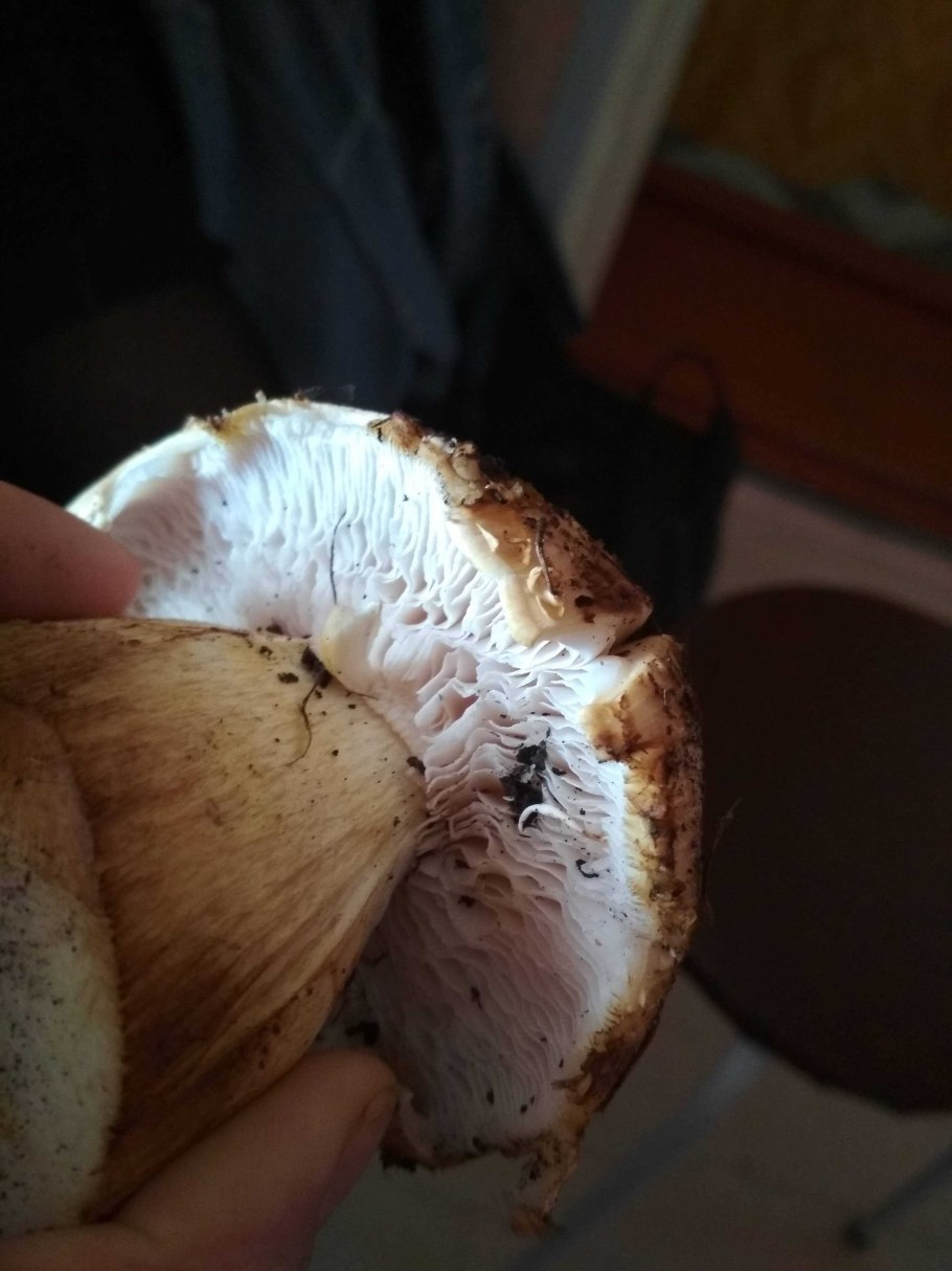 Чешуйчатка Сосновая Pholiota pinicola