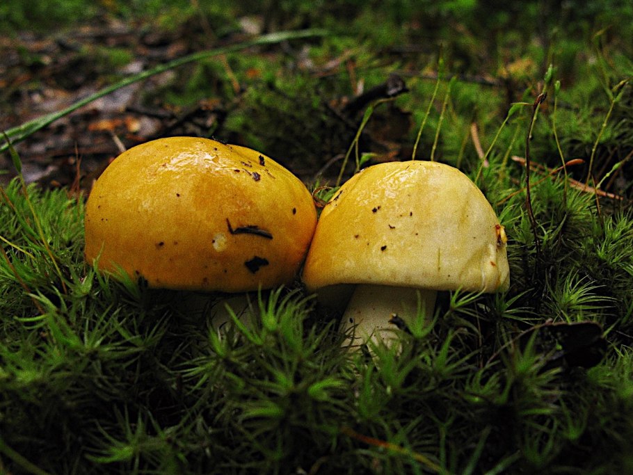 Паутинник двупокровный Cortinarius bivelus