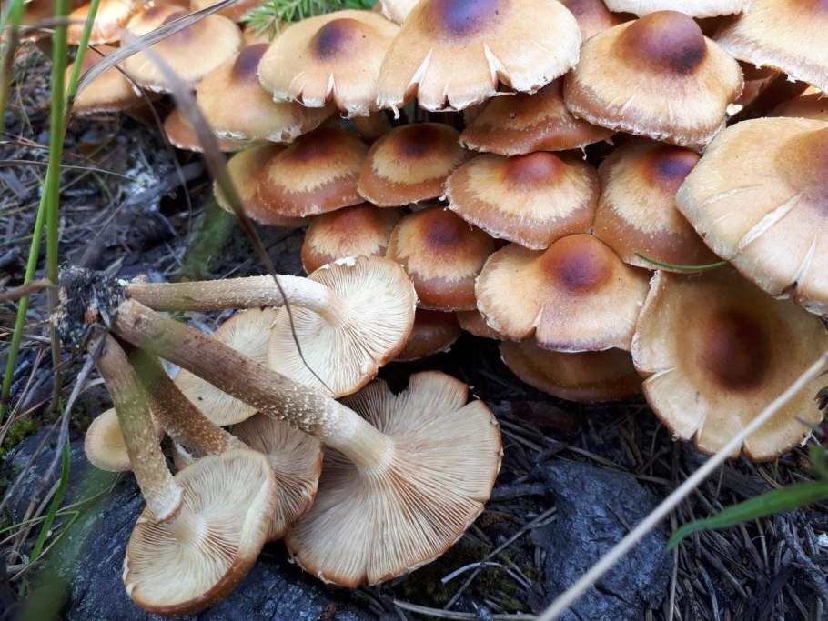 Опенок летний (kuehnerоmyces mutаbilis).