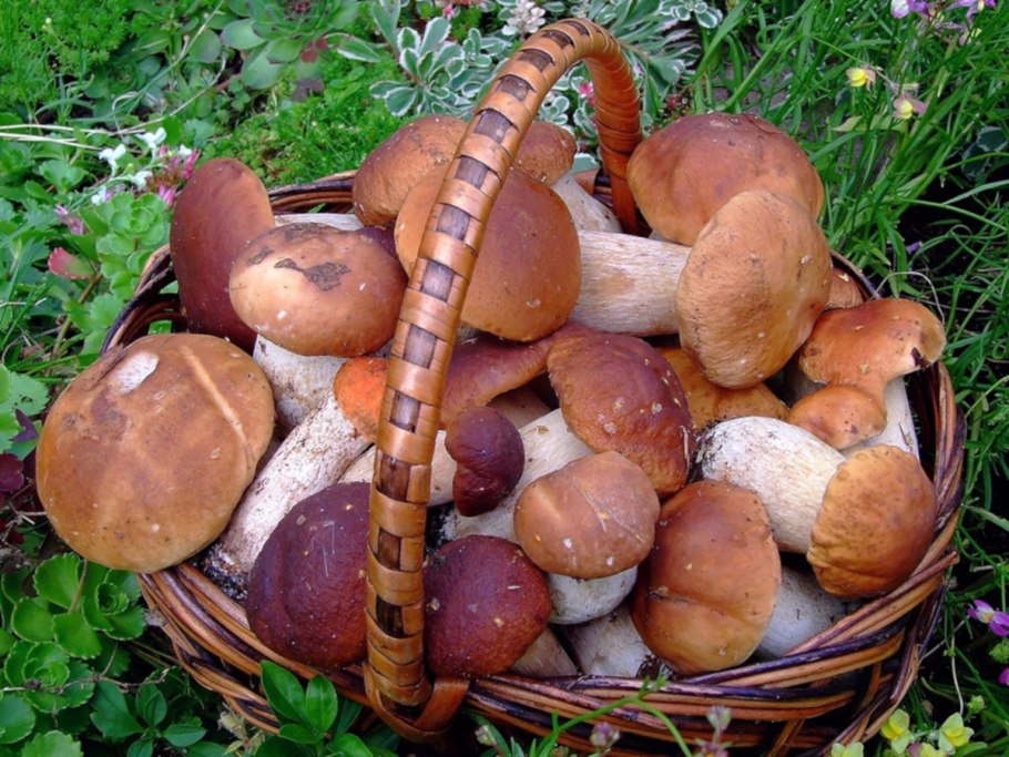 Белые грибы в лукошке