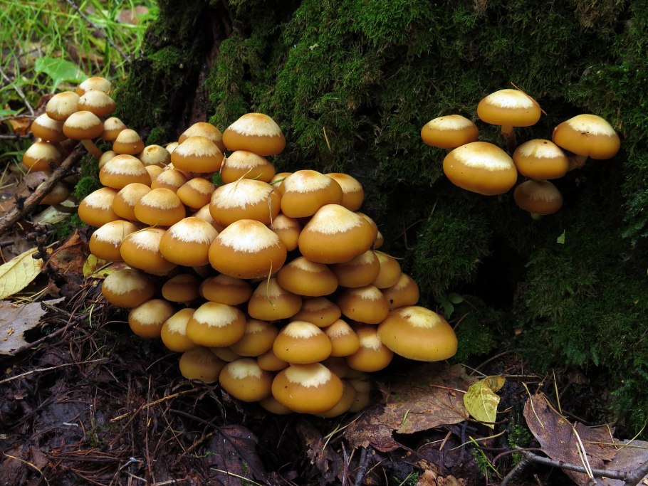 Летний опенок Kuehneromyces mutabilis
