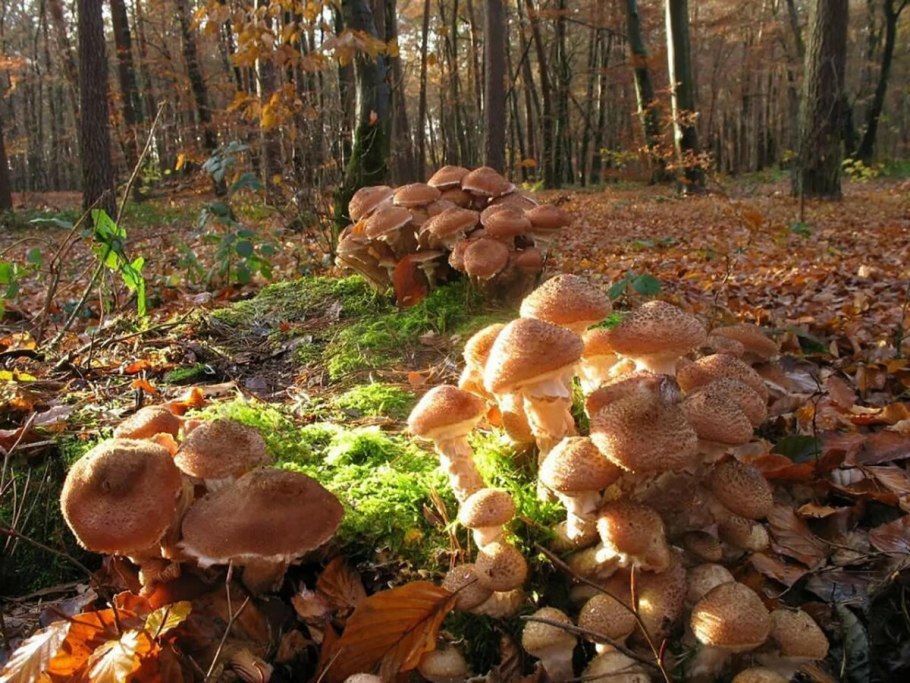 Грибница опенка темного Armillaria ostoyae
