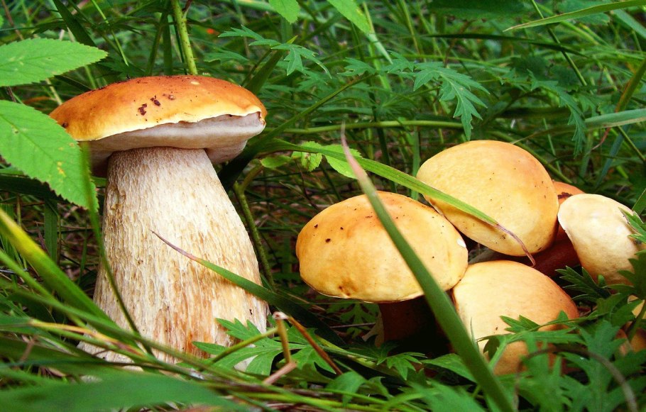 Летние грибы