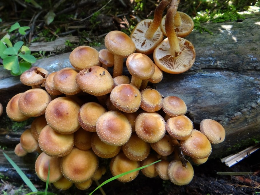 Летний опенок Kuehneromyces mutabilis