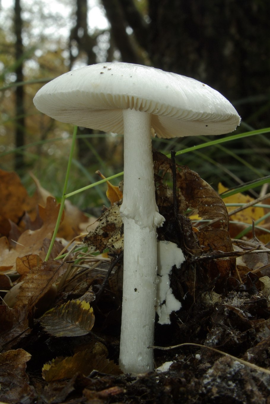 Бледная поганка Amanita phalloides