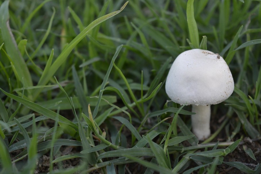 Мухомор весенний (Amanita Verna)