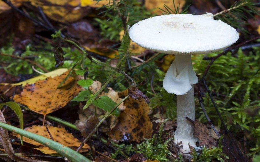 Мухомор белый (Amanita Verna)
