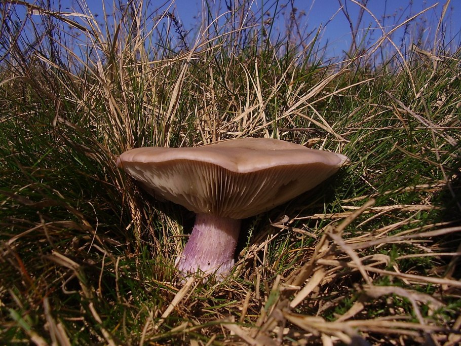 Рядовка лиловоногая Lepista personata