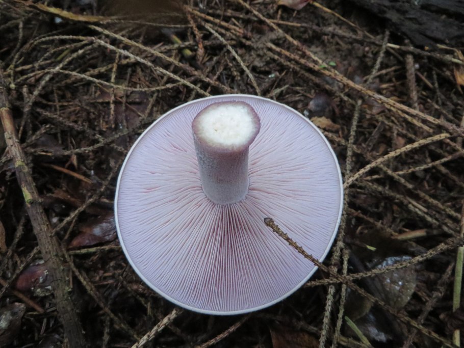 Мицелий синеножки