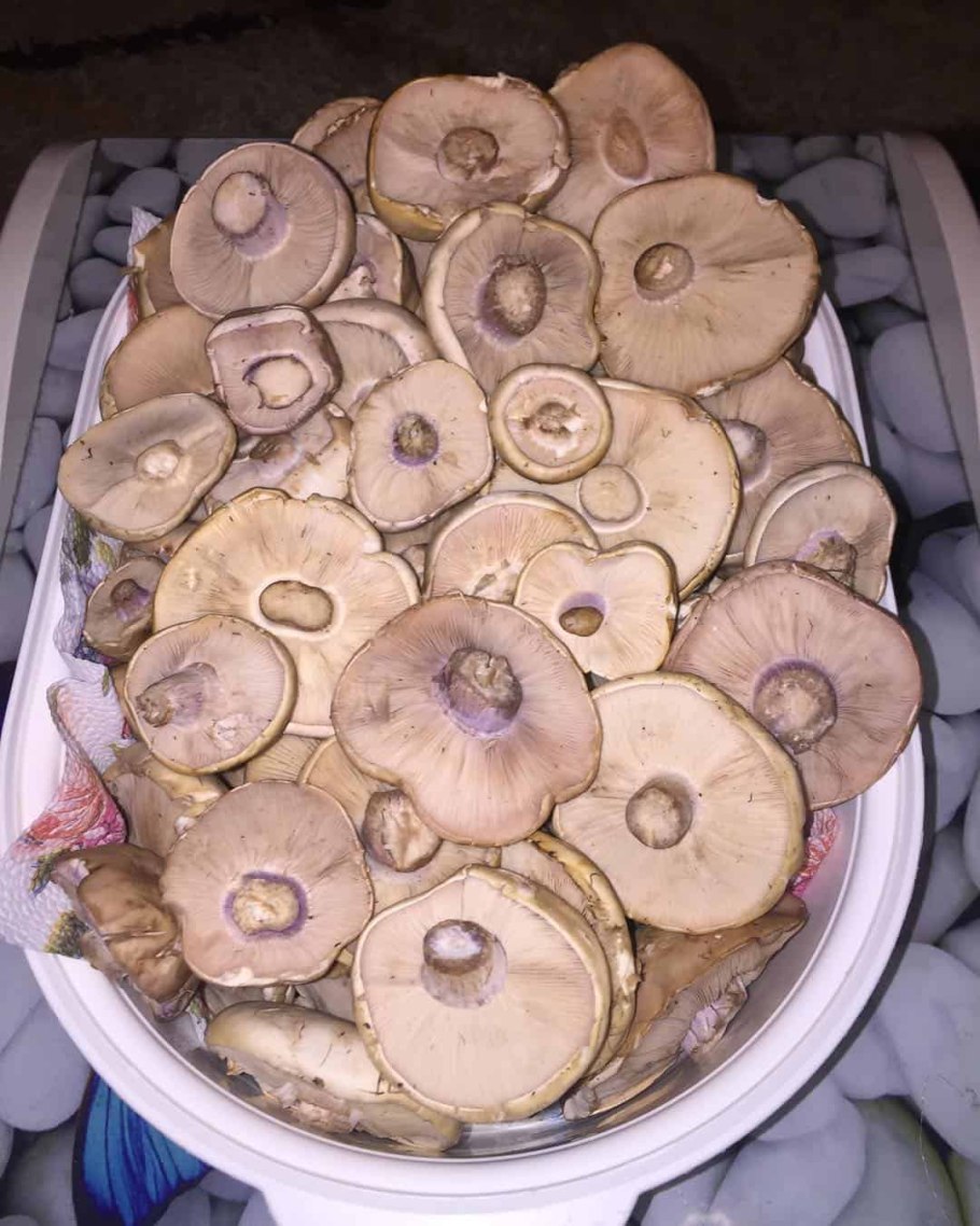 Синеножка опята шампиньоны