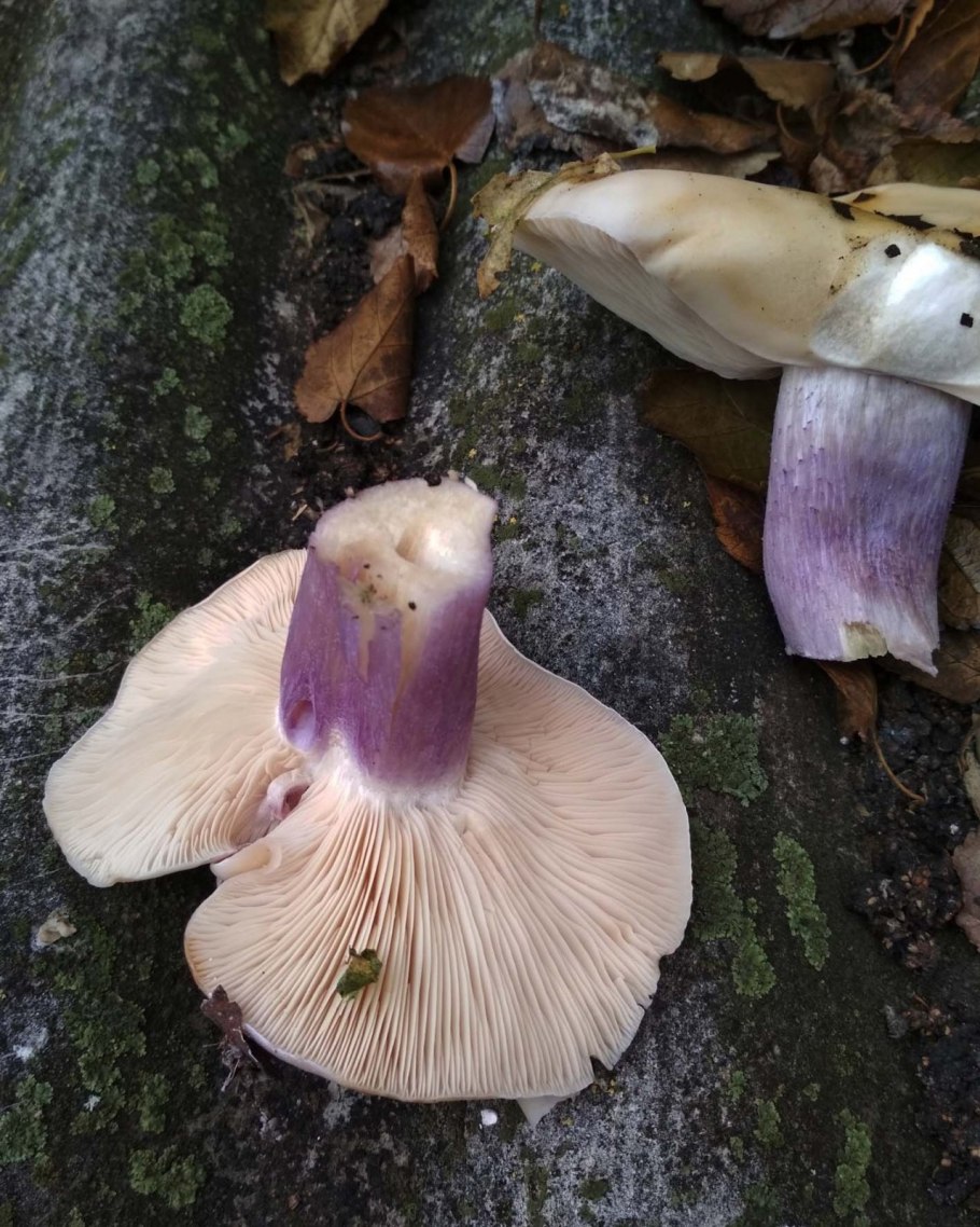 Рядовка лиловоногая Lepista Saeva