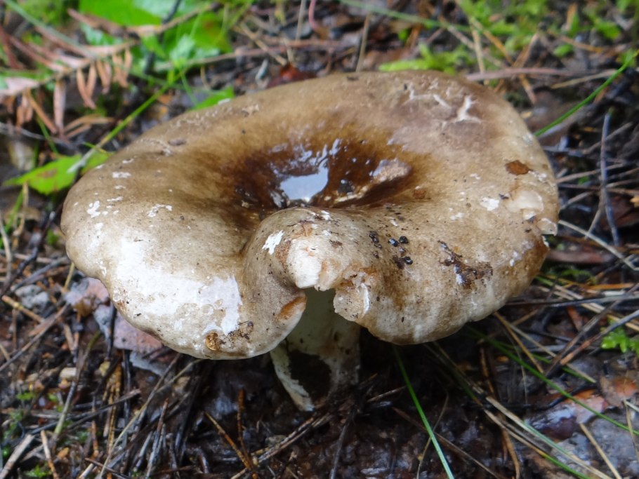 Гриб Russula cyanoxantha