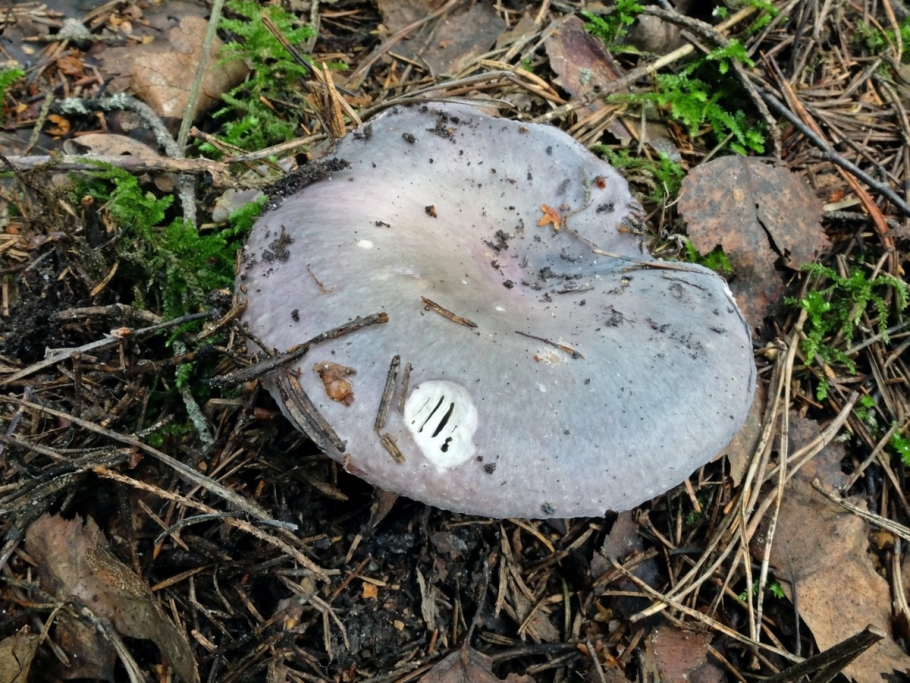 Гриб Russula cyanoxantha
