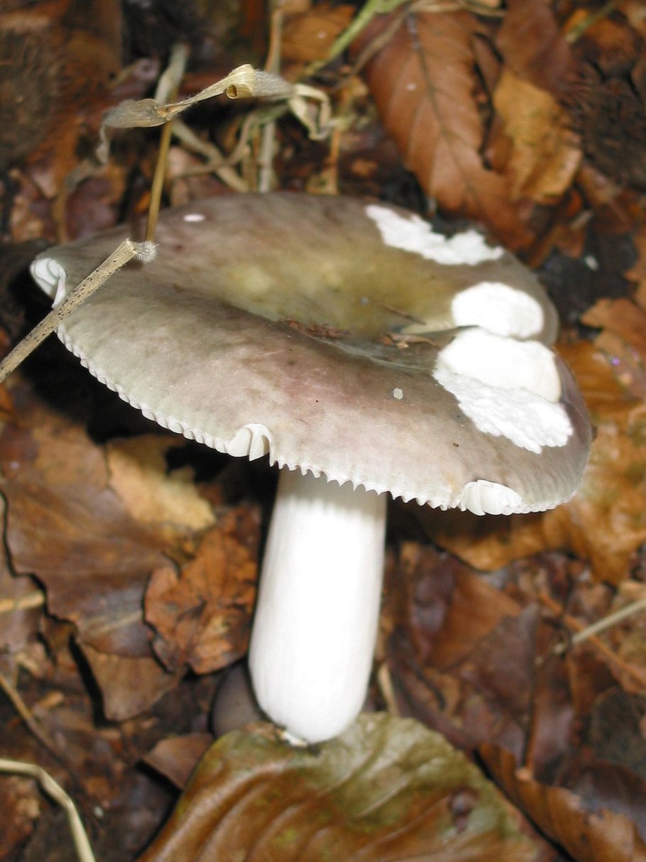 Russula consobrina