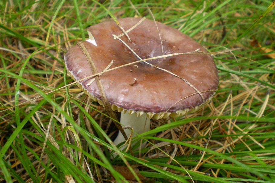 Гриб Russula cyanoxantha