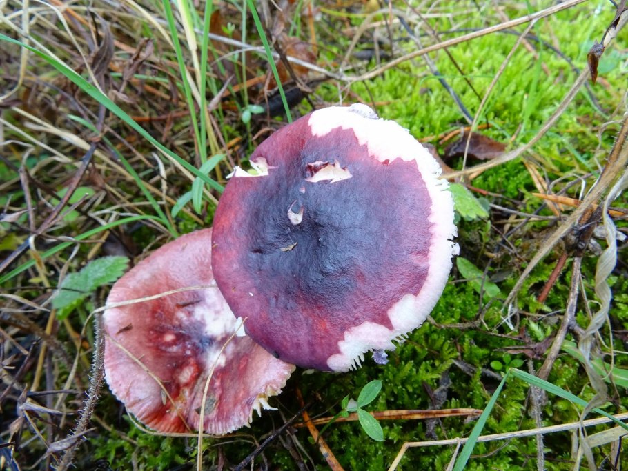 Сыроежка выцветающая (Russula exalbicans)