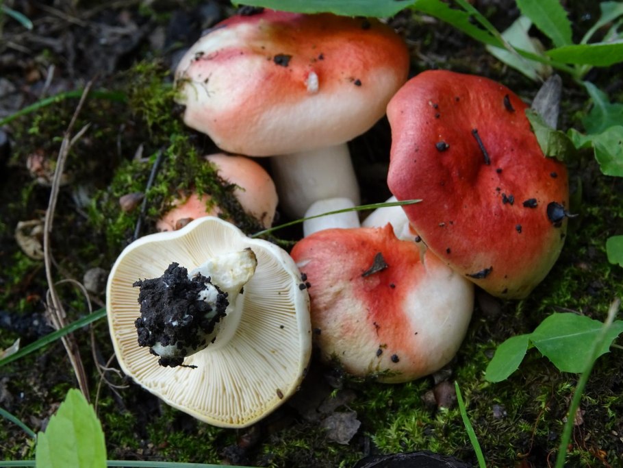 Подгруздок Russula adusta