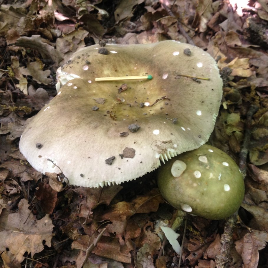 Подгруздок Russula adusta