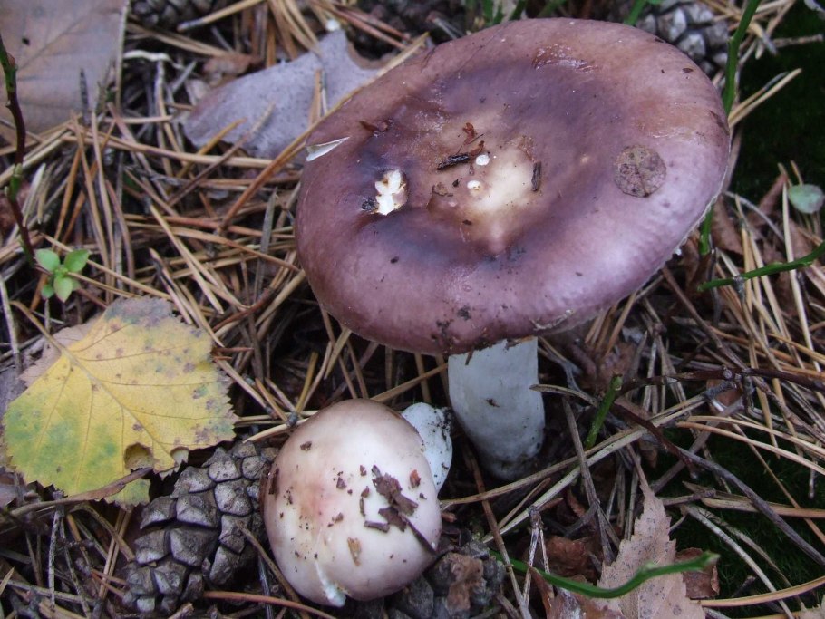 Russula aeruginea