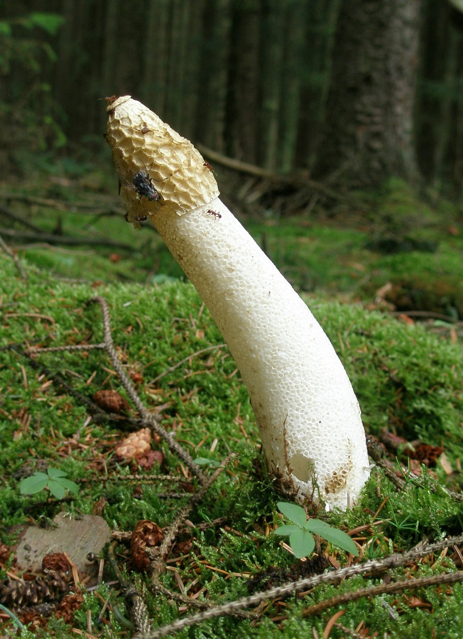 Гриб Веселовка обыкновенна