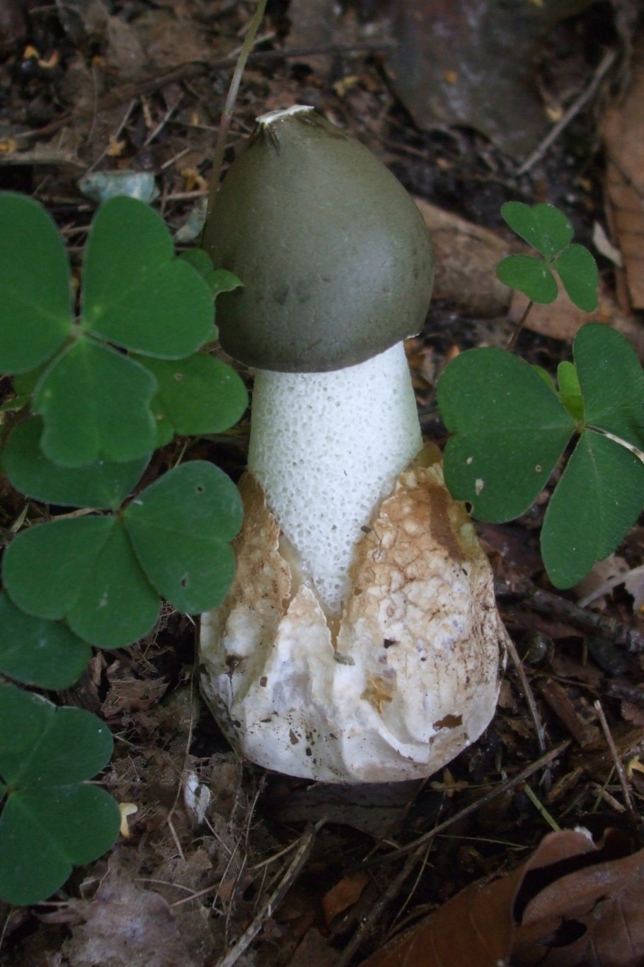 Грибы phallus impudicus