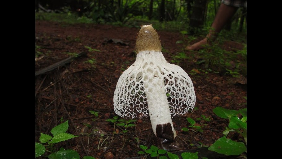 Плохо пахнет гриб