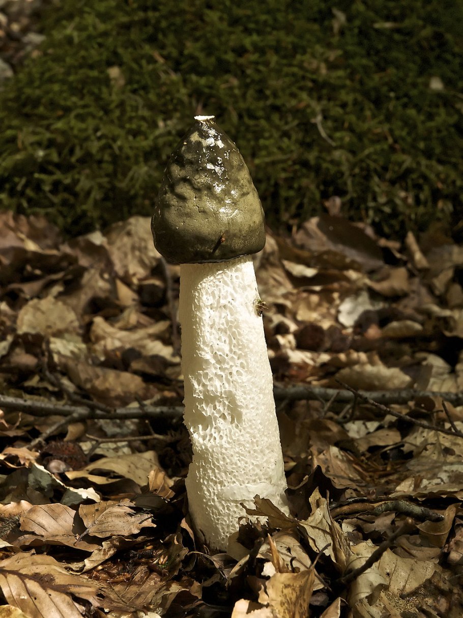 Весёлка обыкновенная