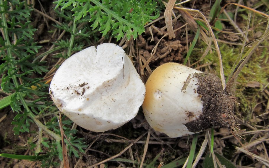 Шампиньон полевой agaricus arvensis