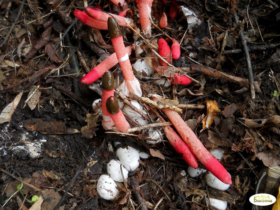 Мутинус равенелли