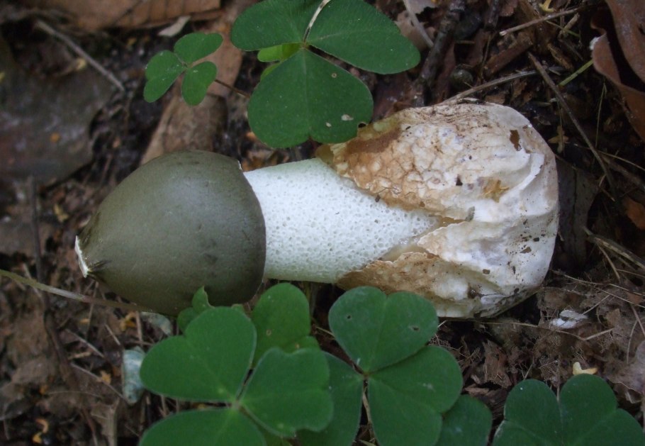 Common Stinkhorn Веселка обыкновенная