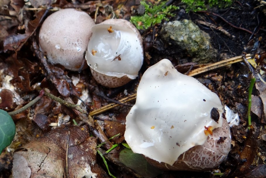 Пульвероболет Равенеля