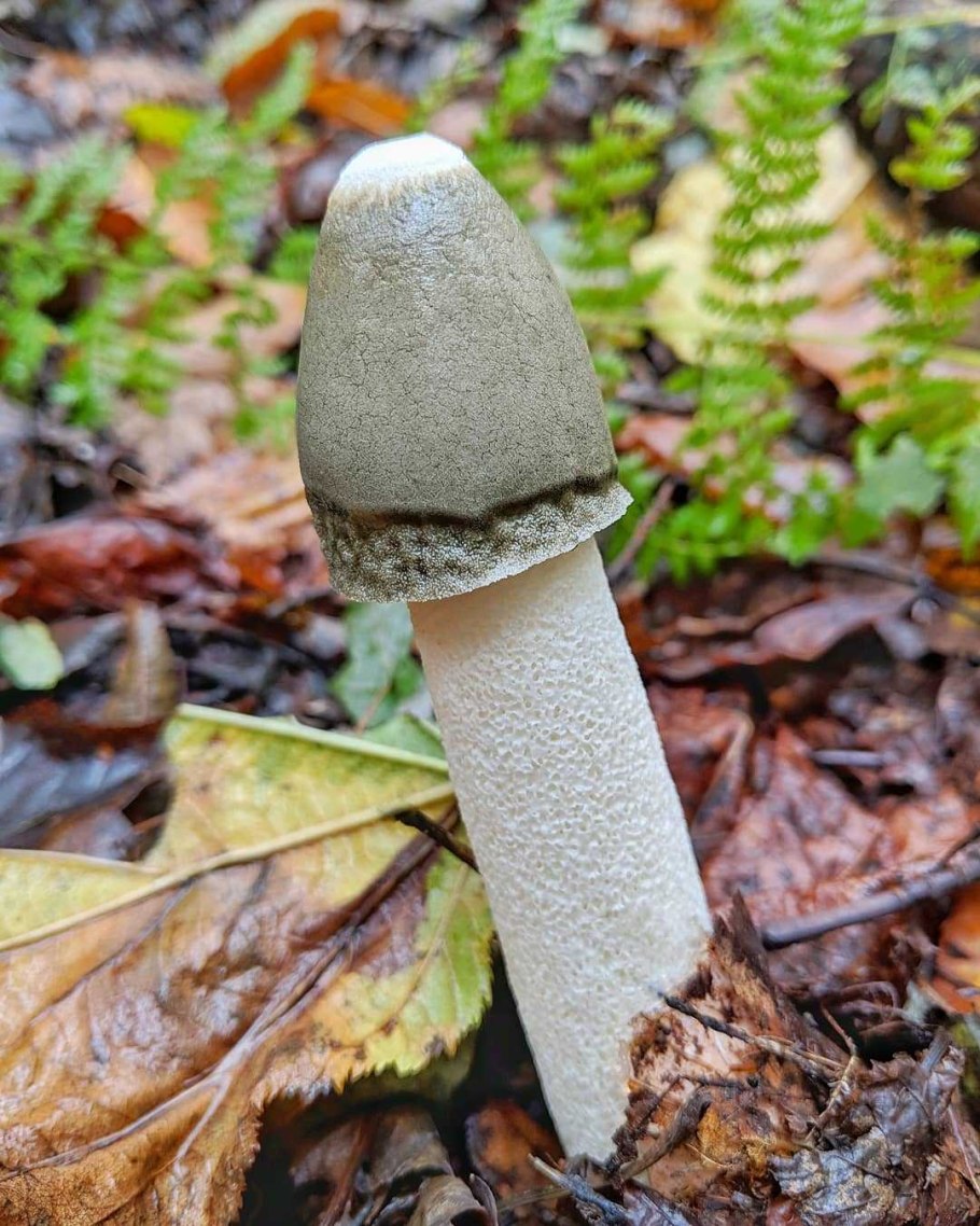 Гриб белая поганка