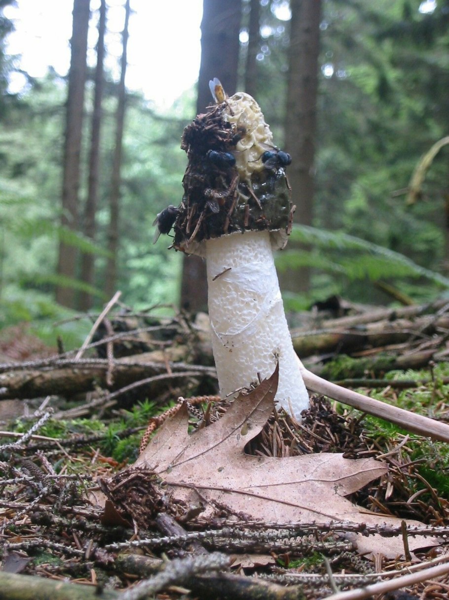Экстракт гриба phallus impudicus