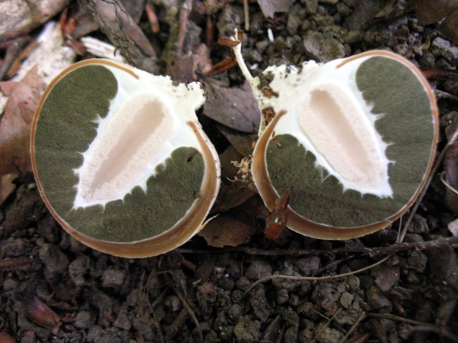 Весёлка сморчок