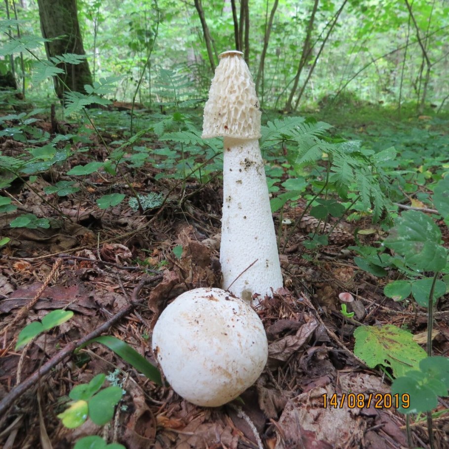 Гриб Мутинус