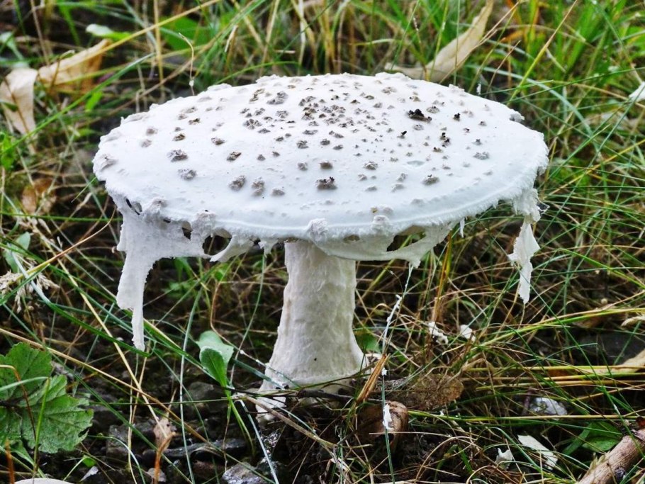 Мухомор шишкообразный amanita strobiliformis