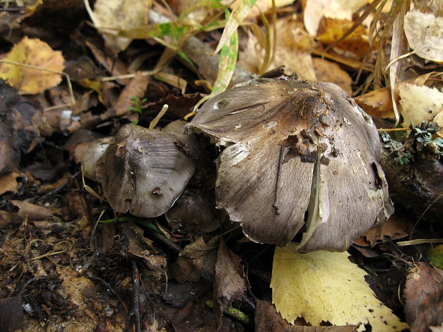 Рядовка гульден (Tricholoma guldeniae)