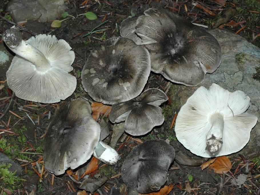 Рядовка гульден (Tricholoma guldeniae)