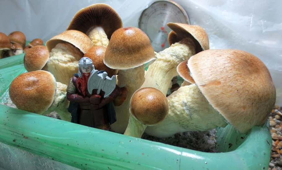 MCKENNAII грибы