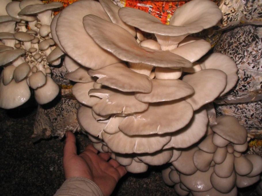 Грибоводство вешенки