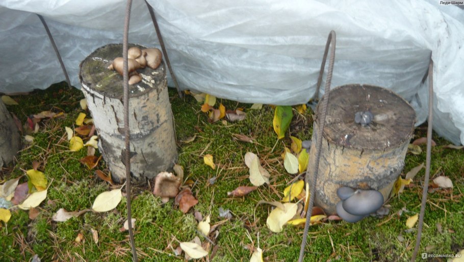 Белый гриб посадка через мицелий на компосте