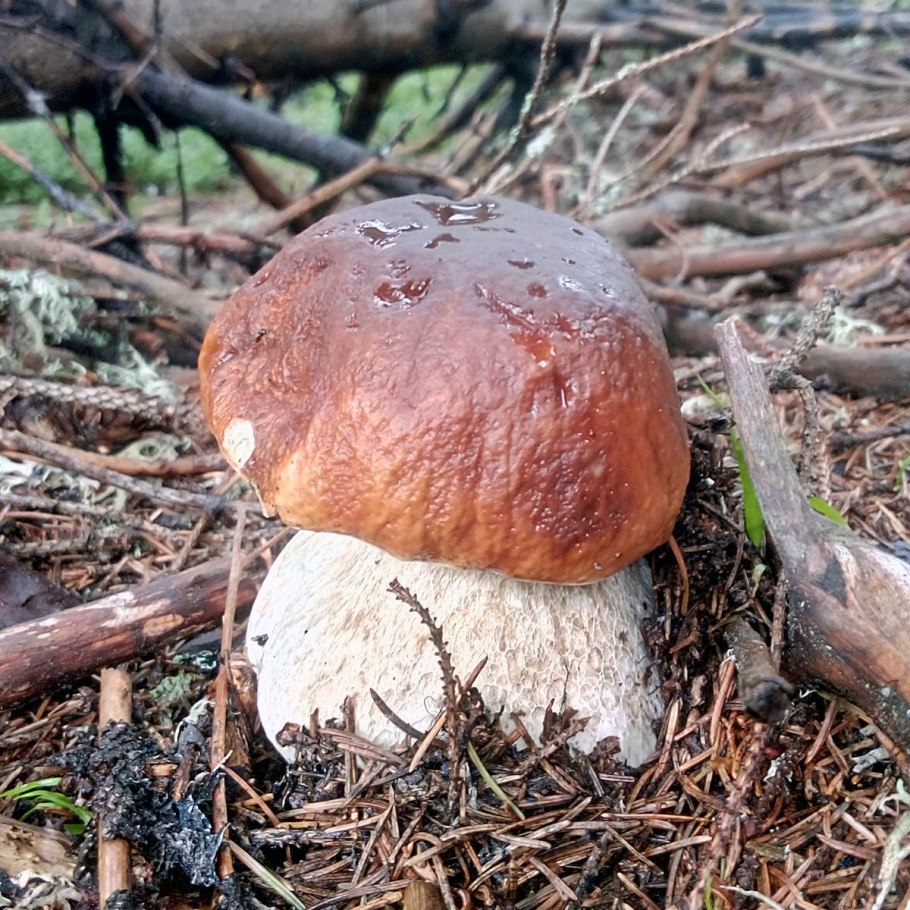 Грибы горькачи