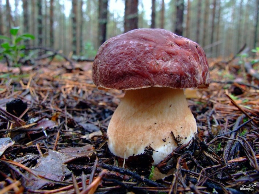 Боровой белый гриб