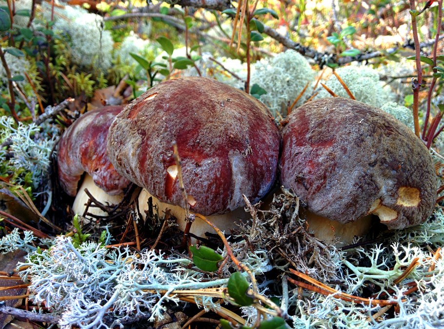 Белый гриб на севере