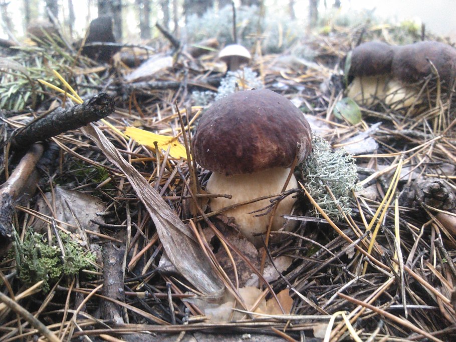 Боровой гриб Поляна