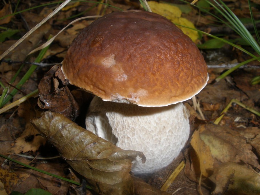 Африканский белый гриб